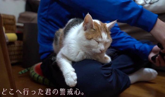 くつろぐ猫