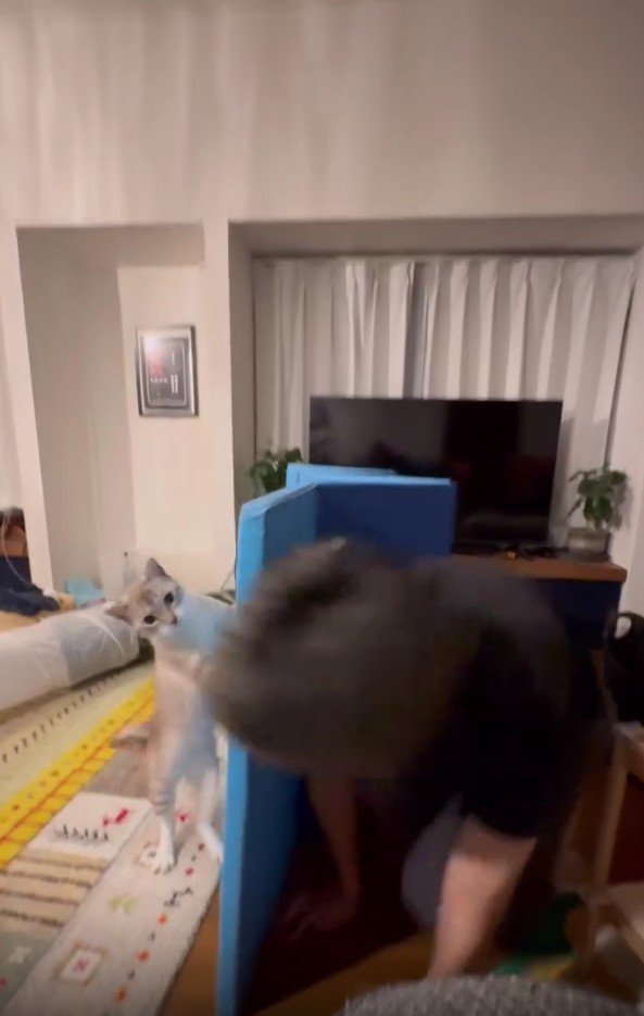 遊んでいる猫とパパさん