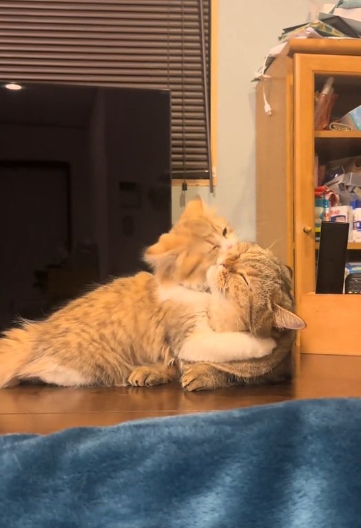 抱きしめる猫