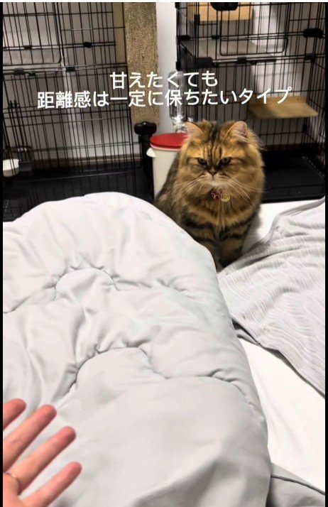 ベッドの上に座っている猫