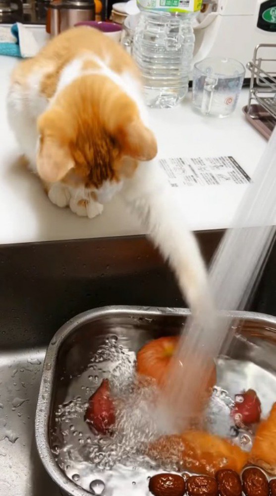 前足を使って、水に浮いているリンゴを引き寄せようとする茶白猫