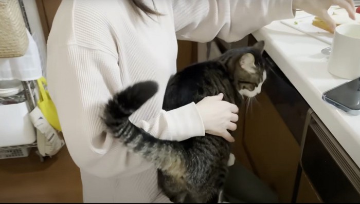 膝の上に乗る猫