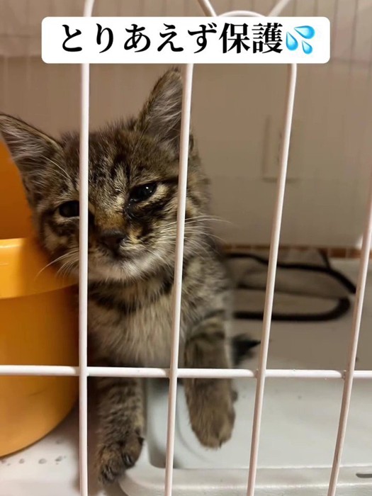 つらそうな表情の子猫