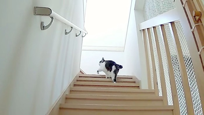 階段を上る猫