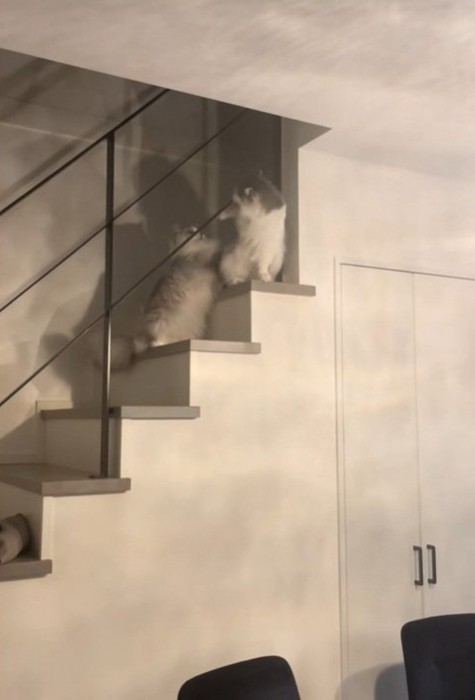 猫パンチする猫