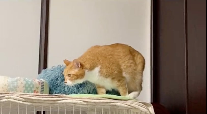 ゆっくり移動する猫