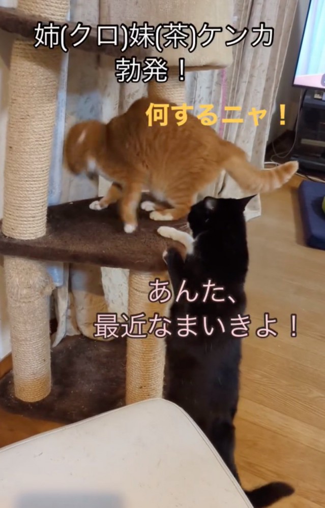 喧嘩する猫