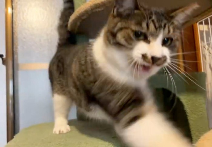 猫パンチする猫