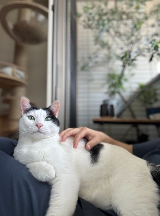 膝の上に乗る猫