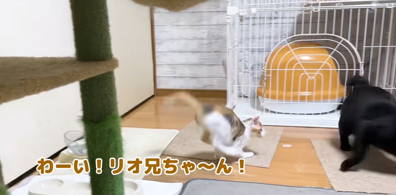 走る子猫と逃げる黒猫