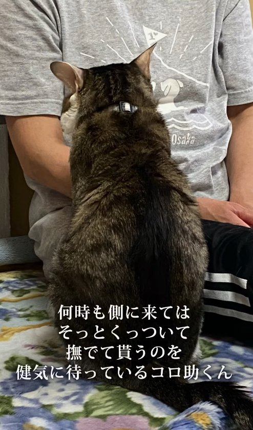 保護主さんの前でお座りをしている猫の後ろ姿