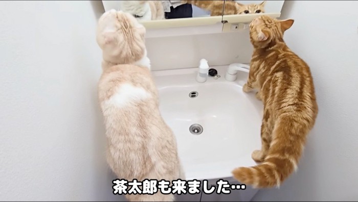 洗面台に乗る2頭の猫