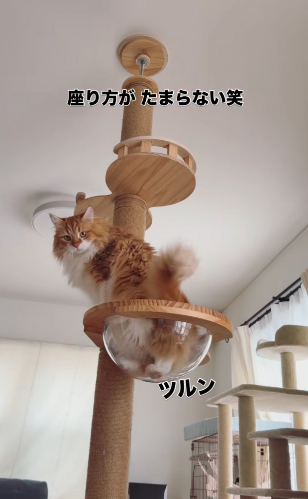 ボウルに座る猫
