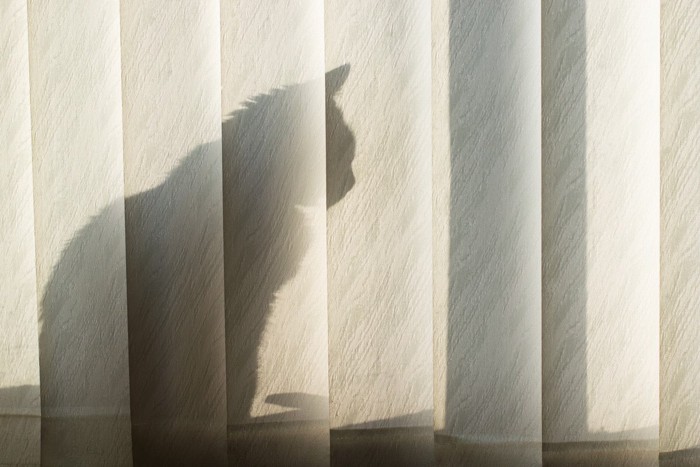 ブラインドの裏側に座る猫