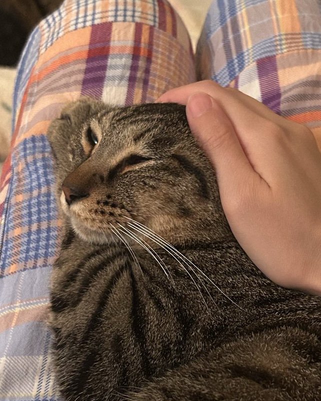 撫でられ中のキジトラ猫