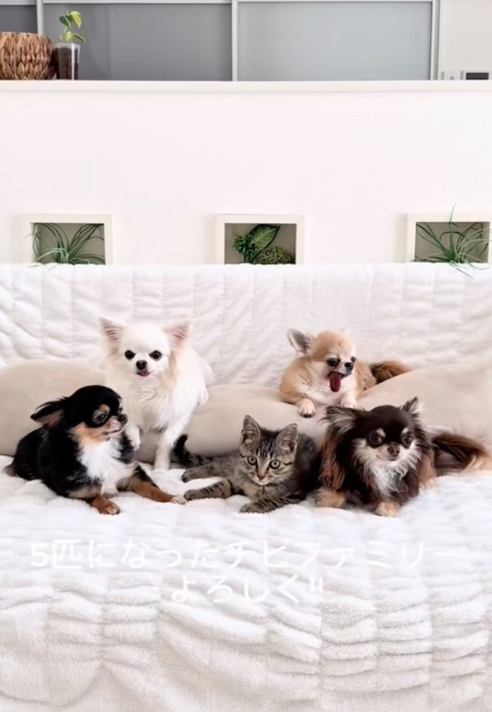 5匹の犬と猫