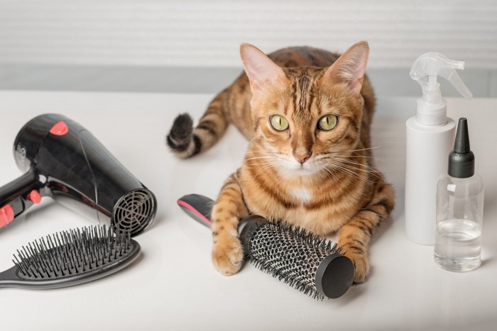 猫とヘアケア用品