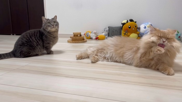 毛繕いしているサイベリアン