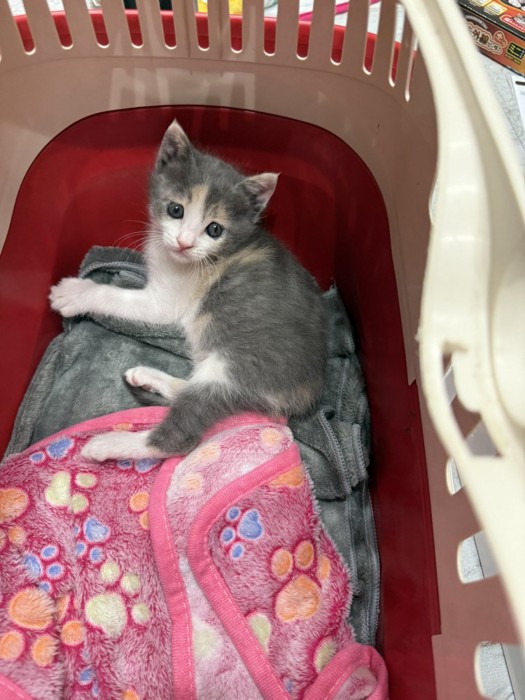 キャリーの中にいる子猫