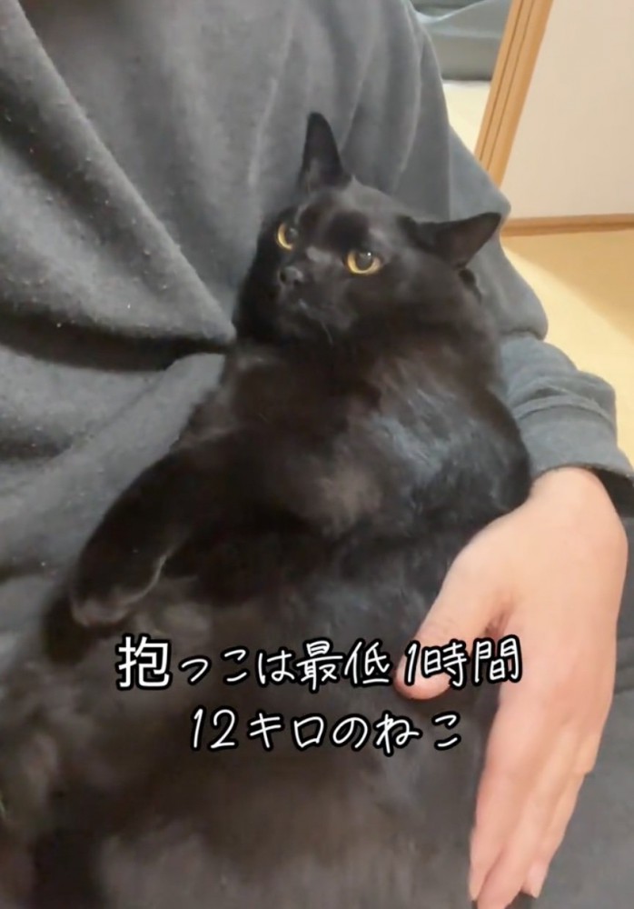 抱っこされる猫