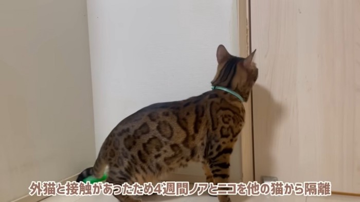 扉の前の猫