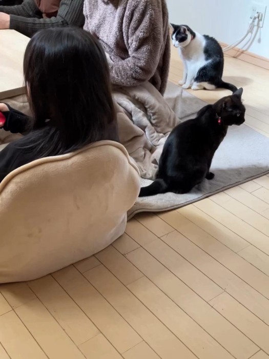 座っている2匹の猫