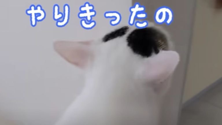 猫の後頭部