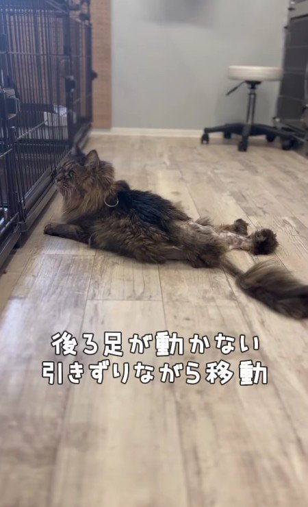 足を引きずる犬くん