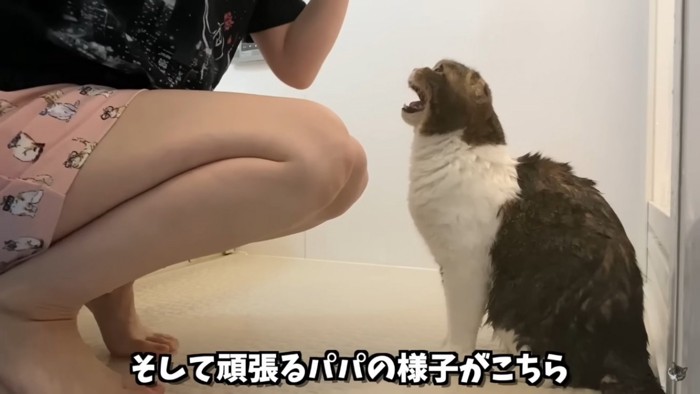 訴える猫