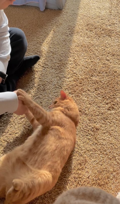 パパの手を両手で掴む猫(目線パパ)