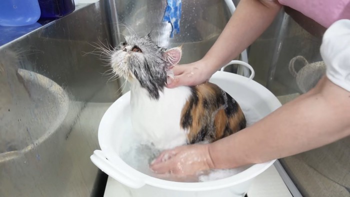 お湯に浸かる猫