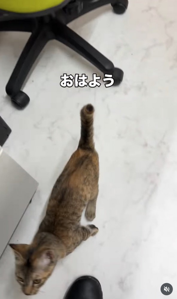 近づいてくる子猫