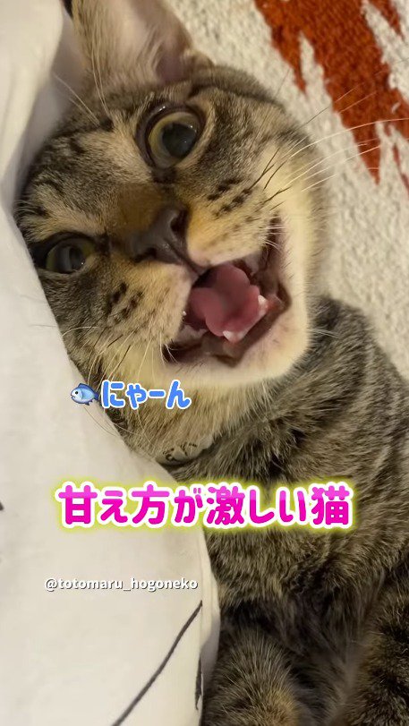 飼い主を見つめて鳴く猫