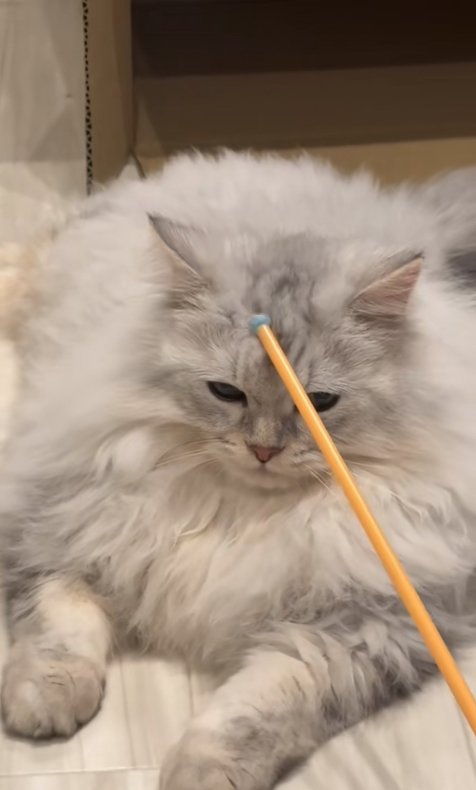 棒の先を眉間に当てられている伏せた猫