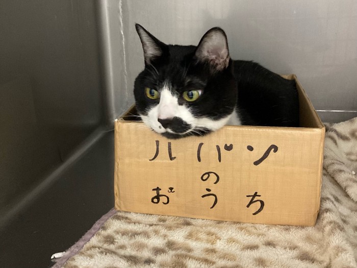 段ボールに入る猫