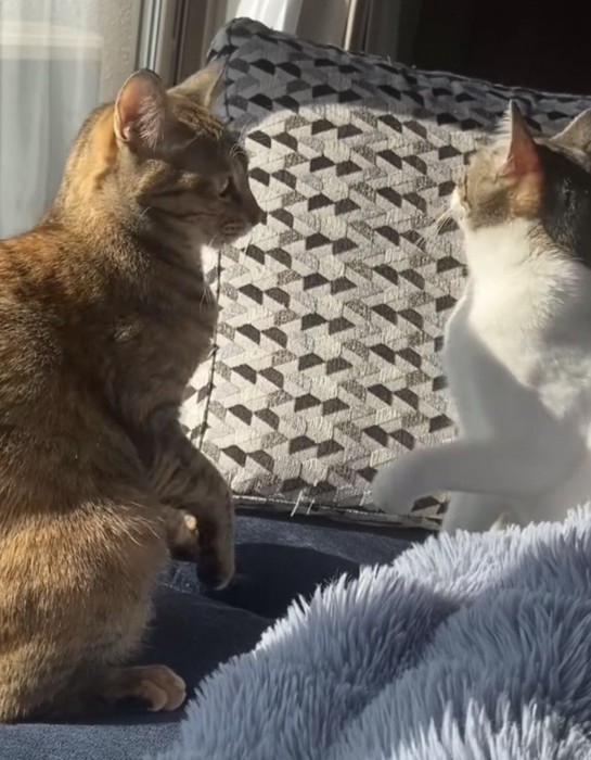 窓の外を見る猫の写真