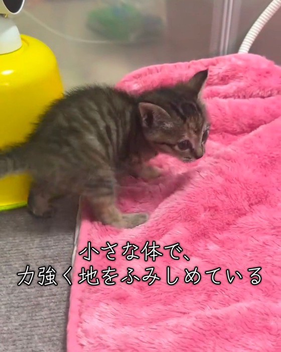 横から見た歩く子猫