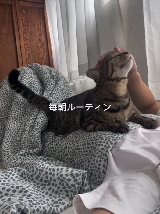 人のお腹に乗ってなでられる猫