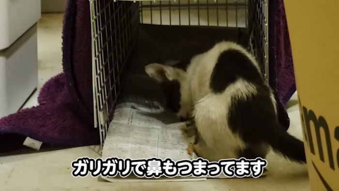 捕獲器の入口にいる子猫