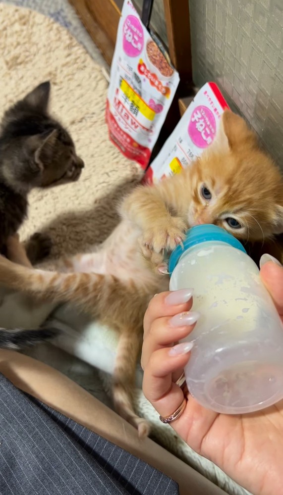 ミルクを飲みながら足を伸ばす子猫