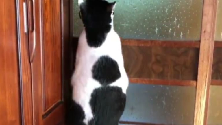 ガラス障子を登っている猫