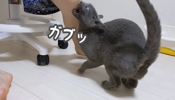 噛みつく猫