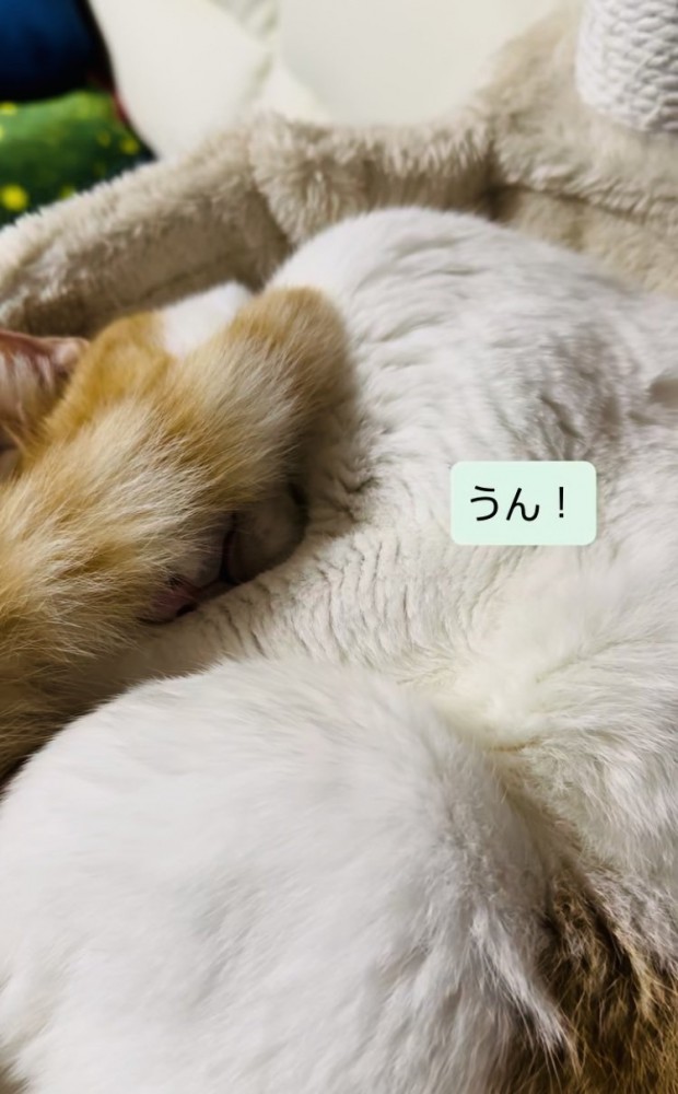 キャットタワーのベッドで寝ながらパパの呼び掛けに返事する保護猫