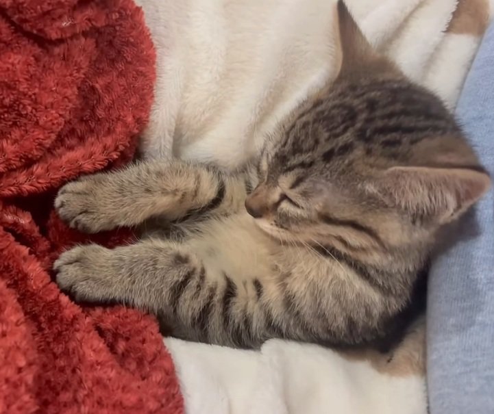 座って寝る猫