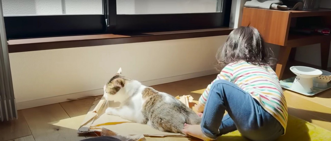 猫の身体を拭く子ども