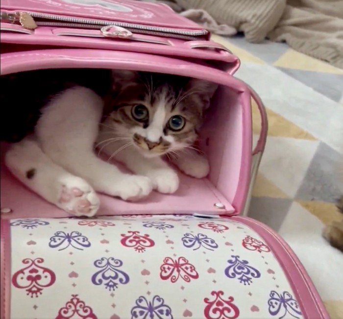 ランドセルの中からこちらを見る猫
