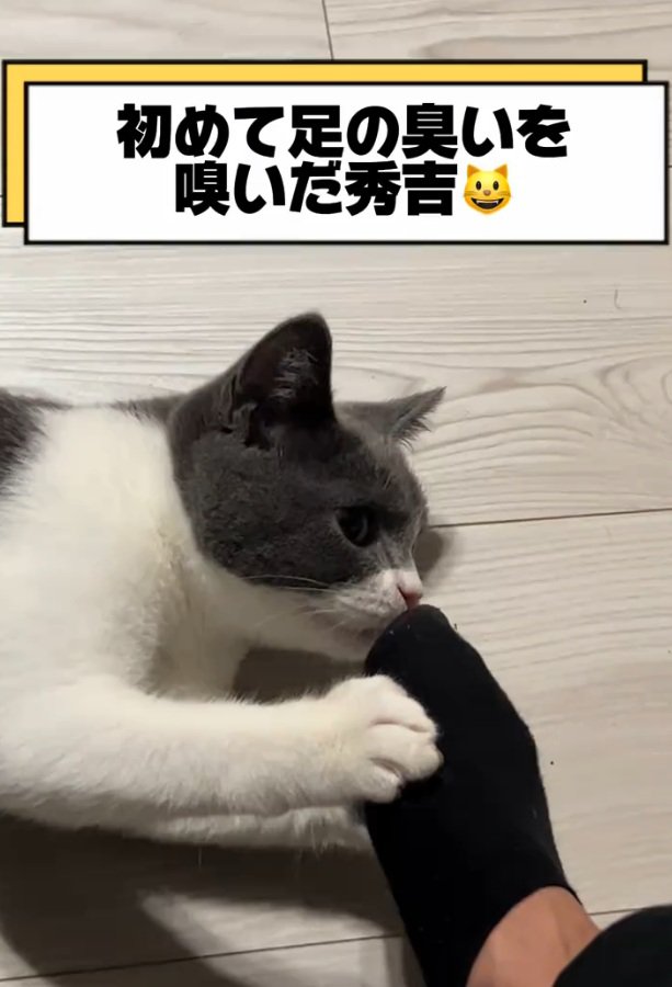 匂いを嗅ぐ猫