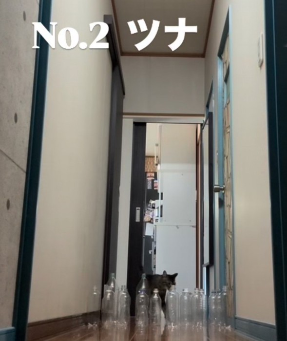 廊下の奥から歩いて来るキジトラ猫(NO.2ツナ)