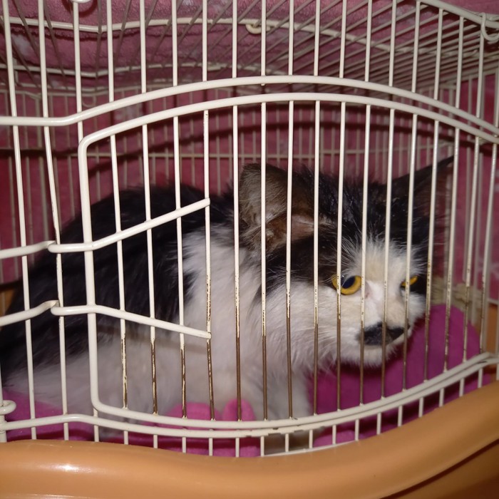 キャリーの中にいる猫