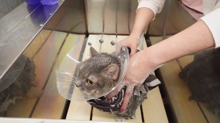 シンクの中にいる猫